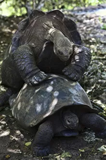 Galapagos Islands Gallery: The Giant Tortoise