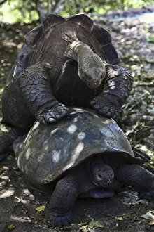 Animal Shell Collection: The Giant Tortoise