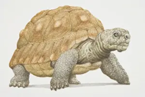 Brown Prints: Giant tortoise (Geochelone gigantea) with hard brown shell