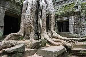 Giant tree grappling with Ta Prohm temple
