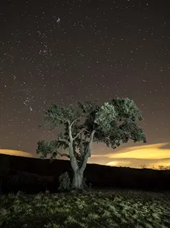 Oak Tree Prints: Giant tree in the moonlight in the mountain