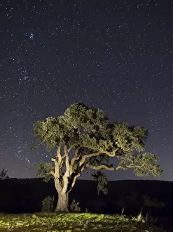 Treetop Prints: Giant tree in the moonlight in the mountain