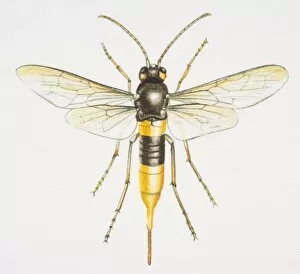 Images Dated 4th May 2006: Giant Wood Wasp, Urocerus gigas, front view