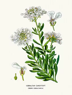 Images Dated 2nd August 2016: Gibraltar candytuft