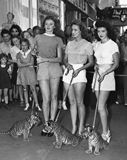 Leash Prints: Three Gibson Girls With Baby Tigers