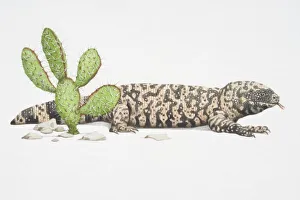Desert Gallery: Gila Monster lizard (Heloderma suspectum), perched behind a cactus