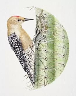 Piciformes Collection: Gila Woodpecker, Melanerpes uropygialis, pecking at a cactus