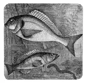 Gilded Prints: The gilt-head (sea) bream (Sparus aurata) and Comber (Serranus cabrilla)