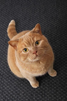 Ginger British Shorthair cat, Germany