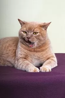 Images Dated 18th January 2013: Ginger British Shorthair, tomcat, Germany