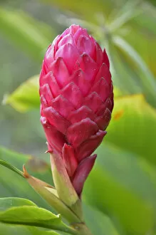 Images Dated 20th May 2012: Ginger flower -Zingiber officinale-, Cameroon, Central Africa, Africa