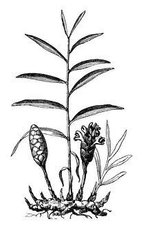 Ginger Prints: Ginger (Zingiber officinale, Amomum zingiber)