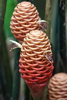 Harry Laub Travel Photography Collection: Ginger (Zingiber spectabile), flowers, Lake Arenal, Guanacaste Province, Costa Rica