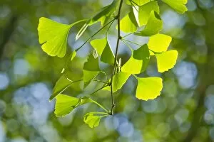 Images Dated 28th May 2013: Ginkgo -Ginkgo biloba-, branch with leaves, Thuringia, Germany