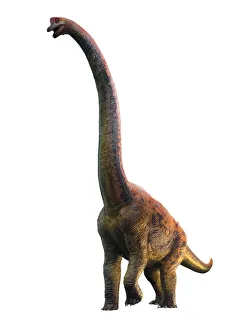Images Dated 13th February 2018: Giraffatitan, illustration