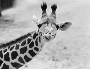 Curled Up Prints: Giraffe