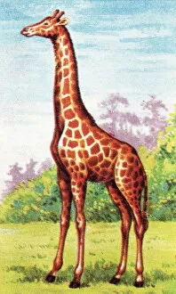 Images Dated 25th August 2003: Giraffe