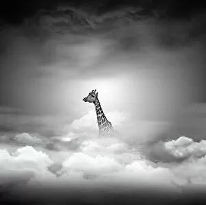 Images Dated 10th April 2014: Giraffe above the clouds