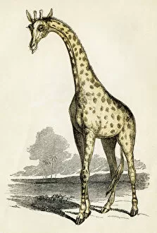 Images Dated 25th April 2017: Giraffe engraving 1851