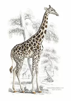 Images Dated 9th May 2015: Giraffe engraving 1855