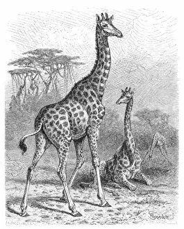 Images Dated 14th June 2015: Giraffe engraving 1882