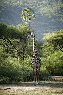 Images Dated 22nd January 2011: Giraffe -Giraffa camelopardalis-, Lake Manyara National Park, Tanzania, Africa