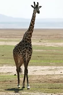 Images Dated 23rd January 2011: Giraffe -Giraffa camelopardalis-, Lake Manyara National Park, Tanzania, Africa