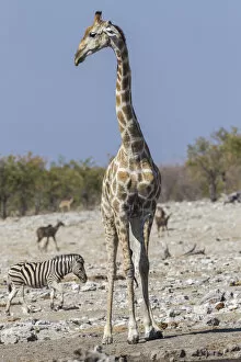 Images Dated 22nd July 2013: Giraffe -Giraffa camelopardalis-, Etosha National Park, Namibia