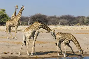 Waterhole Prints: Giraffe -Giraffa camelopardalis-, Chudob waterhole, Etosha National Park, Namibia