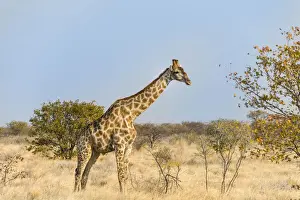Giraffidae Prints: Giraffe -Giraffa camelopardalis-, Etosha National Park, Namibia