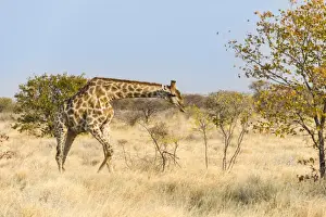 Giraffidae Prints: Giraffe -Giraffa camelopardalis-, Etosha National Park, Namibia