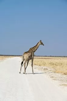 Images Dated 17th August 2012: Giraffe -Giraffa camelopardalis-, Etosha National Park, Namibia
