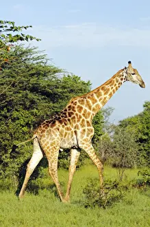 Botswanan Prints: Giraffe (Giraffa camelopardalis), Moremi National Park, Okavango Delta, Botswana, Africa