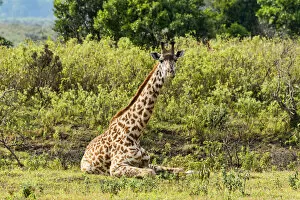 Images Dated 13th February 2014: Giraffe -Giraffa camelopardalis-, Arusha Region, Tanzania