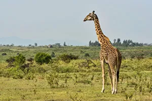 Images Dated 13th February 2014: Giraffe -Giraffa camelopardalis-, Arusha Region, Tanzania