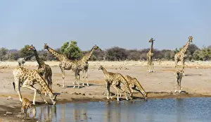Savanna Prints: Giraffe -Giraffa camelopardalis- and Blackfaced Impala -Aepyceros melampus petersi- drinking at Chudob waterhole
