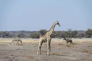 Plains Zebra Gallery: Giraffe -Giraffa camelopardalis- and Burchells Zebra -Equus burchellii- at the Chudob waterhole
