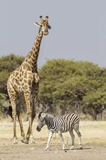 Images Dated 25th May 2012: Giraffe -Giraffa camelopardalis- and Burchells zebra -Equus quagga-, Etosha National Park