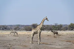 Waterhole Prints: Giraffe -Giraffa camelopardalis- and Burchells Zebra -Equus burchellii- at the Chudob waterhole