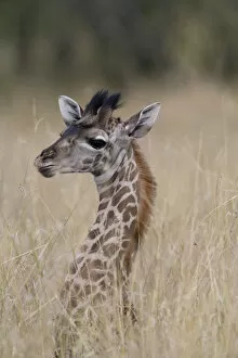 Giraffe (Giraffa camelopardalis) calf in tall grass, close-up