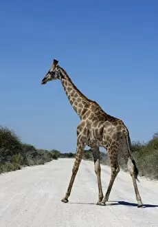 Giraffe -Giraffa camelopardalis- crossing a road, Etosha National Park, Namibia