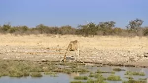 Images Dated 17th August 2012: Giraffe -Giraffa camelopardalis- drinking at a waterhole, Etosha National Park, Namibia