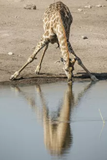 Images Dated 25th May 2012: Giraffe -Giraffa camelopardalis-, drinking, Etosha National Park, Namibia, Africa