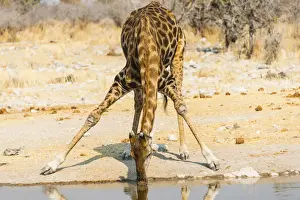 Waterhole Prints: Giraffe -Giraffa camelopardalis- drinking at Kalkheuwel waterhole