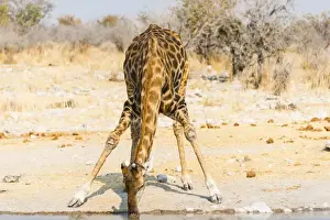 Waterhole Prints: Giraffe -Giraffa camelopardalis- drinking at Kalkheuwel waterhole