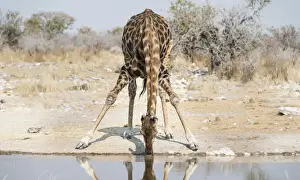 Waterhole Prints: Giraffe -Giraffa camelopardalis- drinking at the Kalkheuwel waterhole