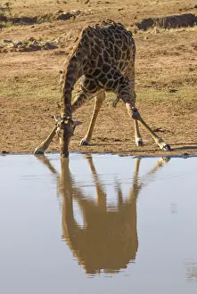 Animal Leg Prints: Giraffe -Giraffa camelopardalis- drinking at a waterhole