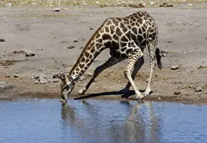 Thirsty Prints: Giraffe -Giraffa camelopardalis- drinking at a waterhole, Etosha National Park, Namibia