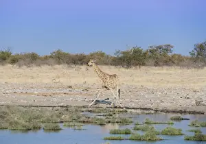 Waterhole Prints: Giraffe -Giraffa camelopardalis- drinking at a waterhole, Etosha National Park, Namibia
