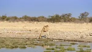 Waterhole Prints: Giraffe -Giraffa camelopardalis- drinking at a waterhole, Etosha National Park, Namibia